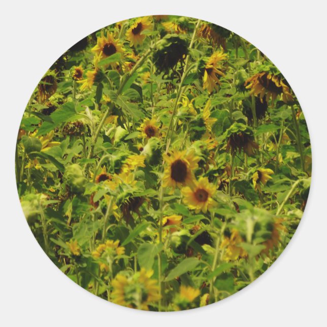 Sonnenblumenfeld Runder Aufkleber (Vorderseite)