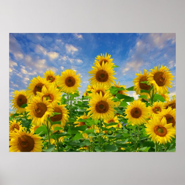 Sonnenblumenfeld, schöne Blumen, Poster (Vorne)