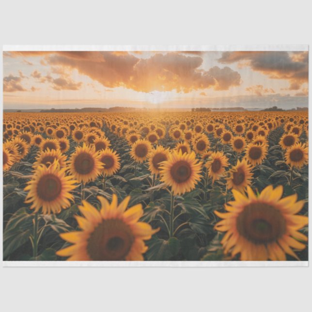 Sonnenblumenfeld Seidenpapier (Vorderseite)