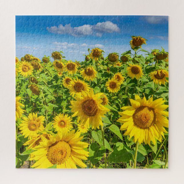 Sonnenblumenfeld, Sommersonntag. (Vertikal)