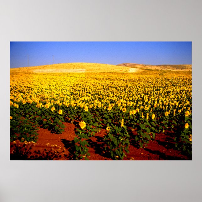 Sonnenblumenfeld, Südspanien Poster (Vorne)