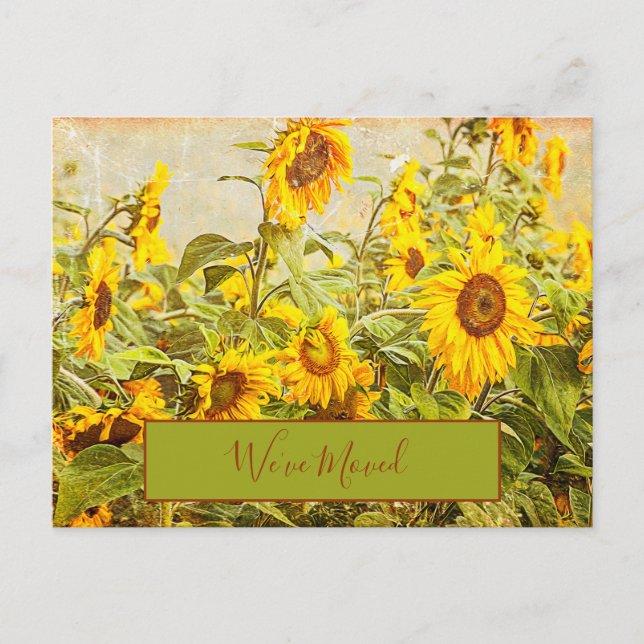 Sonnenblumenfeld Vintag haben wir bewegtes Gelb Postkarte (Vorderseite)
