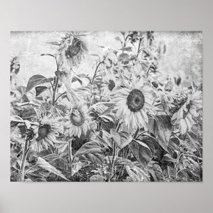 Sonnenblumenfeld Vintag Schwarz-Weiß-Dekor Poster