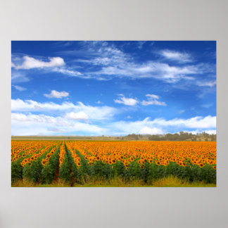 Sonnenblumenfelder - Plakat