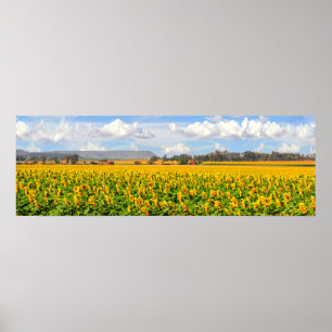 Sonnenblumenfelder Poster