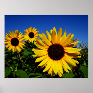 Sonnenblumenfelder-Poster Poster