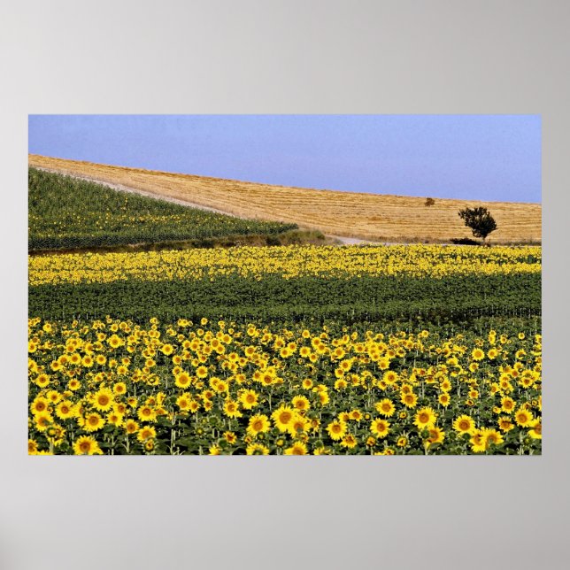 Sonnenblumenfelder, Toskana, Italien Blume Poster (Vorne)
