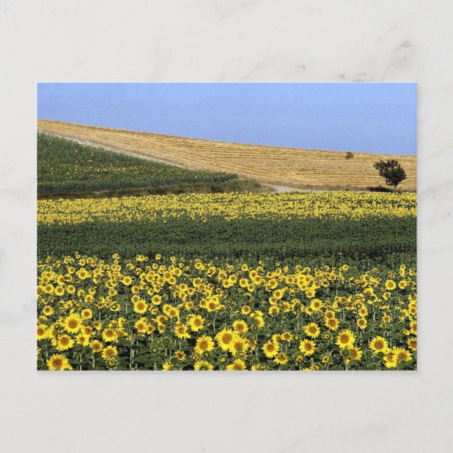Sonnenblumenfelder, Toskana, Italien Postkarte (Vorderseite)