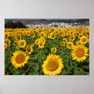 Sonnenblumenfelder, weiße Hügelstadt Bornos Poster
