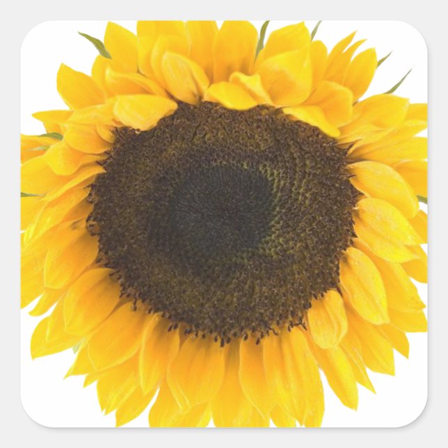 Sonnenblumengeschenke Quadratischer Aufkleber (Vorderseite)