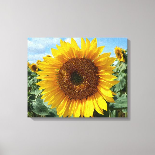 Sonnenblumenkanvas drucken leinwanddruck (Vorderseite)