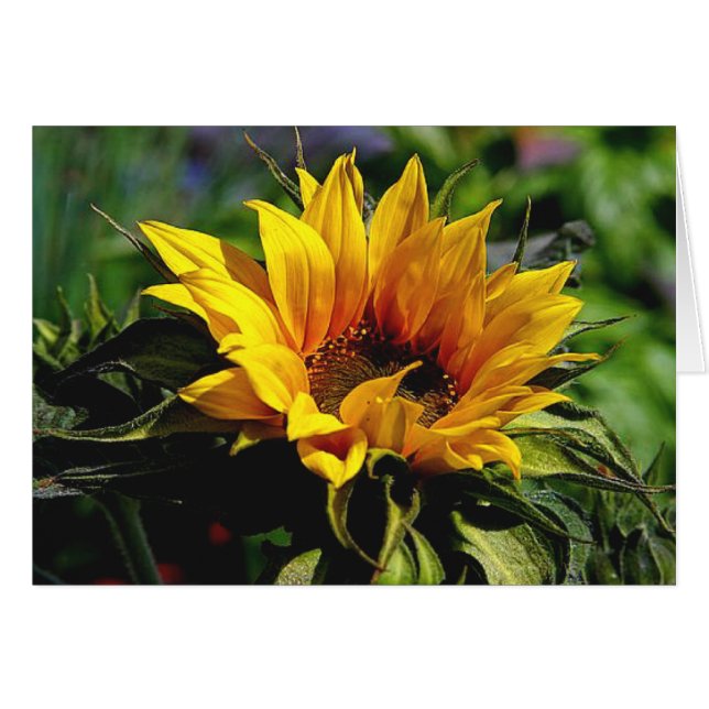SonnenblumenkARTE (Vorderseite (Horizontal))