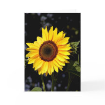 Sonnenblumenkarte