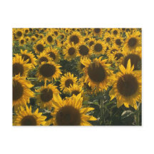 Sonnenblumenkarte