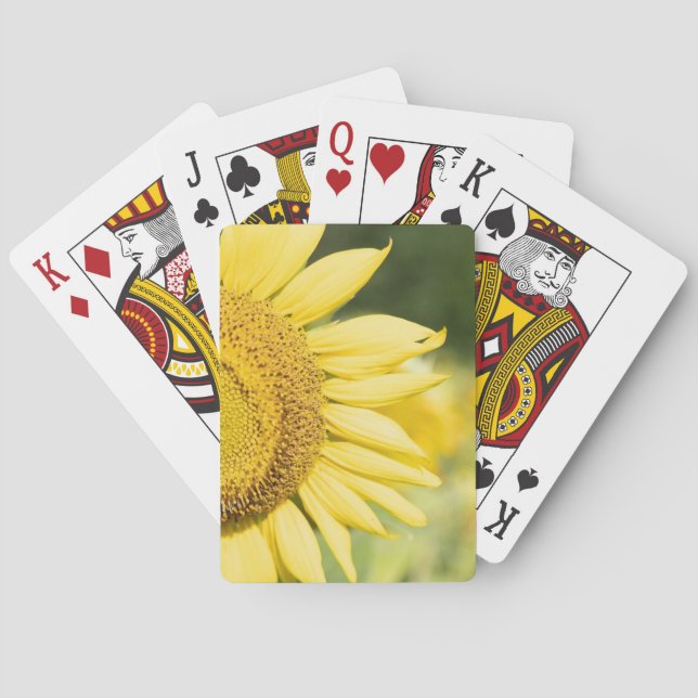 Sonnenblumenkarten Spielkarten (Rückseite)