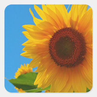 Sonnenblumenkleber Quadratischer Aufkleber