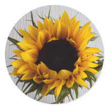 Sonnenblumenkleber