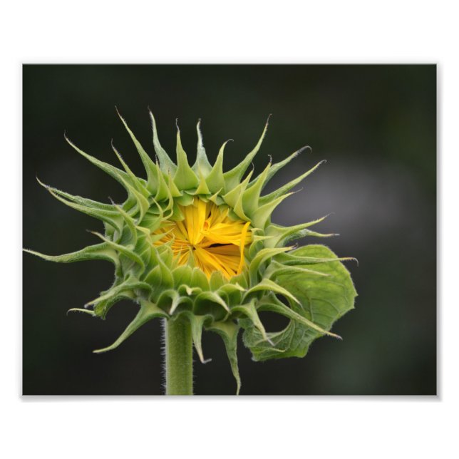 Sonnenblumenknospe Foto drucken (Vorne)