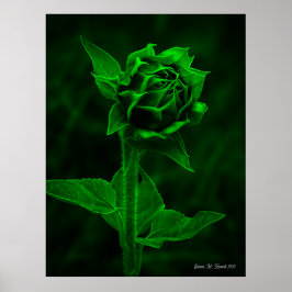 "Sonnenblumenknospe" Poster