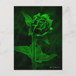 "Sonnenblumenknospe"  Postkarte