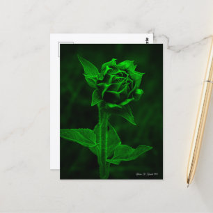 "Sonnenblumenknospe"  Postkarte