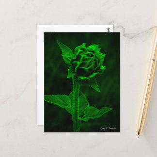 "Sonnenblumenknospe"  Postkarte