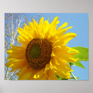Sonnenblumenkunst Fotografie Realismus Botanik Poster