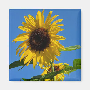 Sonnenblumenmagnet Magnet