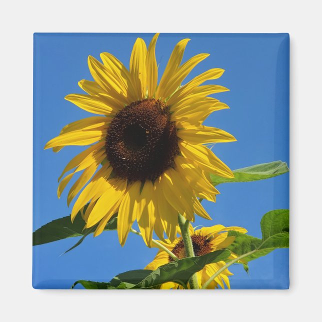 Sonnenblumenmagnet Magnet (Vorne)
