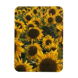 Sonnenblumenmagnet Magnet