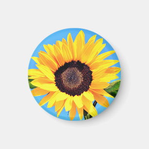 Sonnenblumenmagnet Magnet