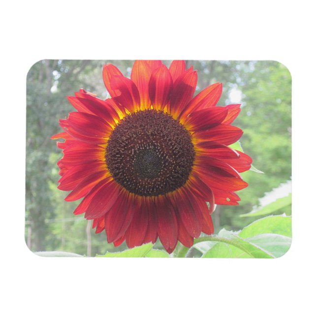 Sonnenblumenmagnet Magnet (Horizontal)