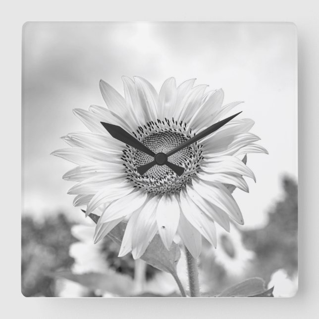 Sonnenblumenmauer Kunst, Geschenke, Uhr, Sonnenblu Quadratische Wanduhr (Vorderseite)