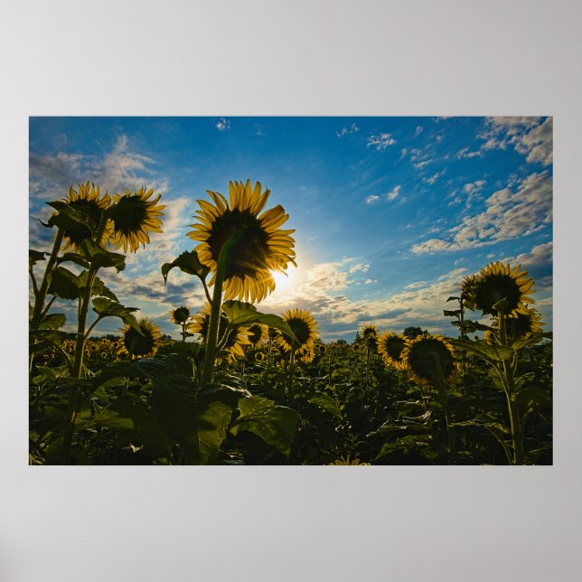 Sonnenblumenmorning Poster (Vorne)
