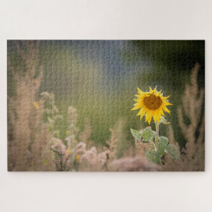 Sonnenblumennatur-Foto