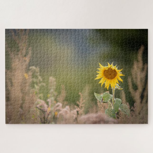 Sonnenblumennatur-Foto (Horizontal)