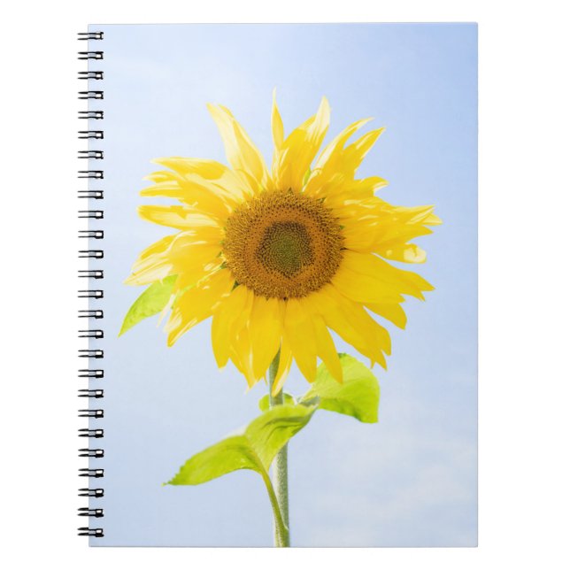 Sonnenblumennatur-Foto Notizblock (Vorderseite)