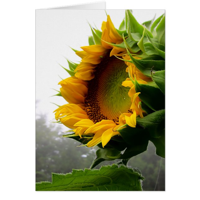 Sonnenblumenöffnung (Vorne)