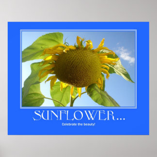 Sonnenblumenposter Poster