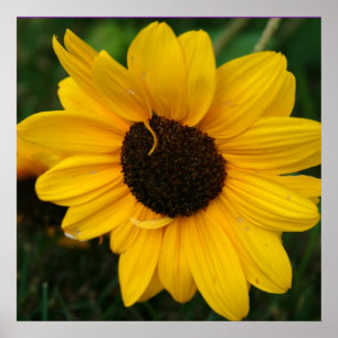 Sonnenblumenposter Poster