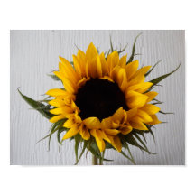 Sonnenblumenposter