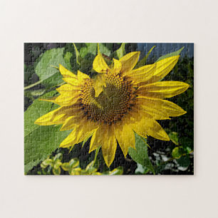 Sonnenblumenrätsel