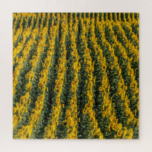 Sonnenblumenreihe