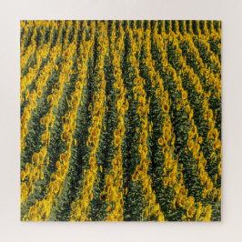 Sonnenblumenreihe