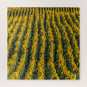 Sonnenblumenreihe