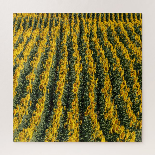 Sonnenblumenreihe (Vertikal)