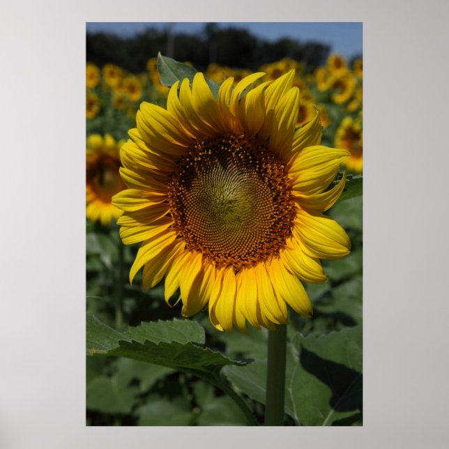 Sonnenblumenreihe 09 poster (Vorne)