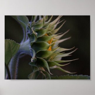 Sonnenblumenseite Poster