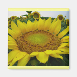 Sonnenblumenserie Magnet