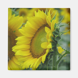Sonnenblumenserie Magnet